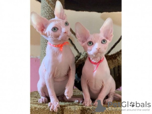 Photo №1. sphynx cat - for sale in the city of Wiesbaden | 443$ | Announcement № 19048