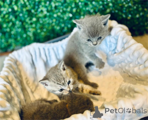 Photo №1.  - for sale in the city of Bielefeld | 329$ | Announcement № 152934