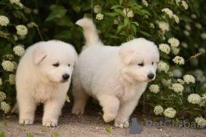 Photo №3. White Swiss Shepherd puppies. Belarus