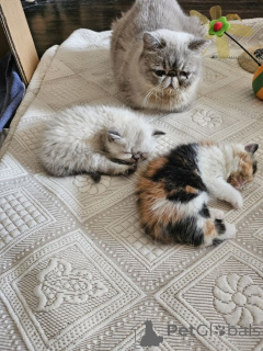Photo №1. exotic shorthair - for sale in the city of Bleialf | 361$ | Announcement № 172023