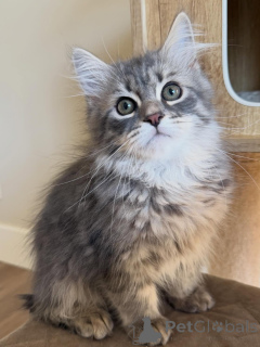 Photo №1. siberian cat - for sale in the city of Berlin | negotiated | Announcement № 166545
