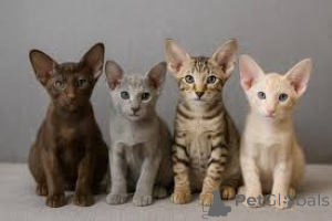 Photo №2 to announcement № 166949 for the sale of oriental shorthair - buy in Finland private announcement, breeder