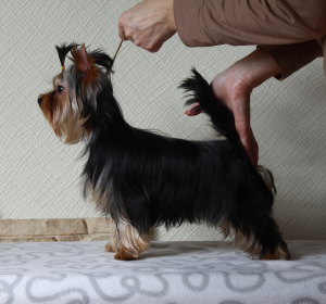 Photo №2 to announcement № 1643 for the sale of yorkshire terrier - buy in Russian Federation breeder