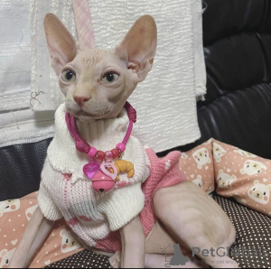 Photo №1. sphynx cat - for sale in the city of Sydney Olympic Park | 780$ | Announcement № 25621
