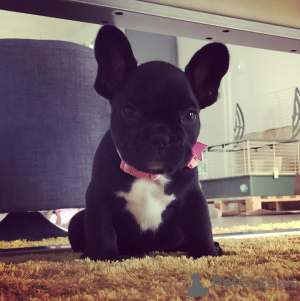 Photo №3. french bulldog. Germany