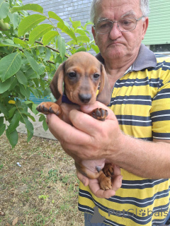 Photo №3. Fawn miniature dachshund puppies. Serbia