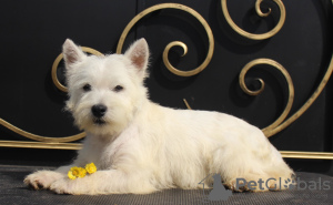 Photo №2 to announcement № 51362 for the sale of west highland white terrier - buy in Russian Federation private announcement, from nursery, breeder