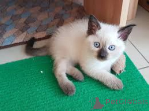 Photo №2 to announcement № 166605 for the sale of siamese cat - buy in Belgium private announcement, breeder
