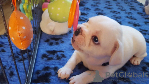 Photo №1. Healthy French Bulldog puppies in the city of Berlin. Price - 500$. Announcement № 117210