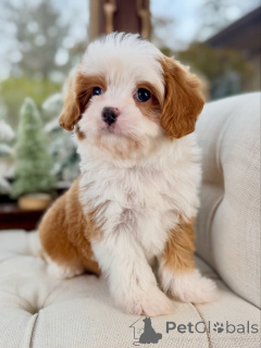 Photo №1. cavalier king charles spaniel - for sale in the city of Bad Kreuznach | negotiated | Announcement № 160390