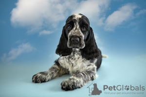 Photo №1. english cocker spaniel - for sale in the city of St. Petersburg | 586$ | Announcement № 43014