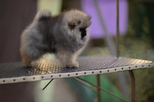Additional photos: Pomeranian girl
