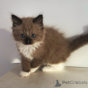 Photo №2 to announcement № 155558 for the sale of ragdoll - buy in Switzerland private announcement