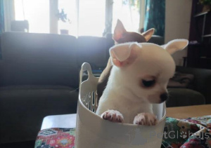 Photo №2 to announcement № 167680 for the sale of chihuahua - buy in Germany 