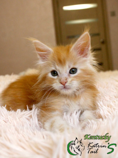 Photo №1. maine coon - for sale in the city of St. Petersburg | 609$ | Announcement № 6521