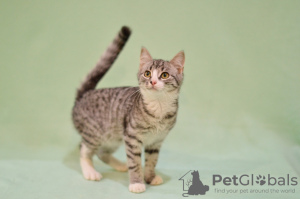 Photo №3. Charming Seraphima is looking for a home and loving owners!. Russian Federation