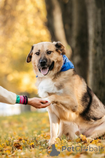 Photo №3. Meet Melon, a gentle giant with a heart full of goodness.. Russian Federation