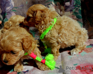 Photo №4. I will sell maltipu in the city of Kiev. from nursery - price - 1000$