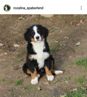 Photo №4. I will sell bernese mountain dog in the city of Mogilyov. breeder - price - 548$