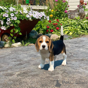 Photo №2 to announcement № 130675 for the sale of beagle - buy in Germany private announcement