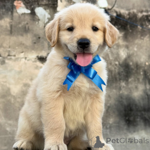 Photo №2 to announcement № 155485 for the sale of golden retriever - buy in Germany breeder