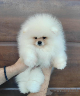 Photo №1. pomeranian - for sale in the city of Savino Selo | negotiated | Announcement № 146801