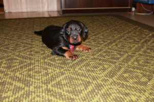 Photo №2 to announcement № 6040 for the sale of gordon setter - buy in Russian Federation private announcement