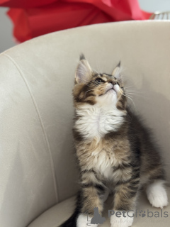 Photo №4. I will sell maine coon in the city of Monaco. breeder - price - negotiated