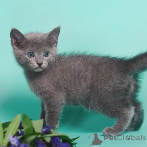 Photo №1. russian blue - for sale in the city of Helsinki | negotiated | Announcement № 177860