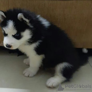 Photo №2 to announcement № 85229 for the sale of siberian husky - buy in Kuwait private announcement