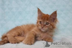 Photo №3. Maine Coon (redhead girl). Russian Federation