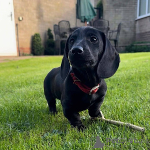 Photo №2 to announcement № 132327 for the sale of dachshund - buy in Spain breeder