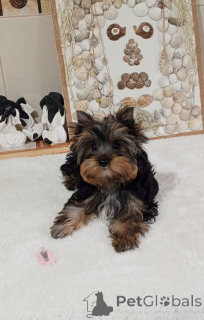 Photo №1. yorkshire terrier - for sale in the city of Balykesir | 500$ | Announcement № 156723