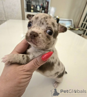 Photo №2 to announcement № 175091 for the sale of chihuahua - buy in Serbia breeder
