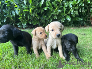 Photo №1. labrador retriever - for sale in the city of Miami | 800$ | Announcement № 66206