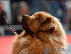 Photo №1. tibetan mastiff - for sale in the city of Ciechanów | 1560$ | Announcement № 30812