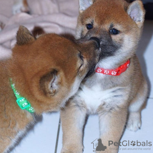 Photo №1. shiba inu - for sale in the city of Эура | 402$ | Announcement № 84229