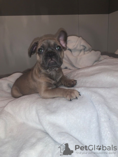 Additional photos: Vaccinated French Bulldog for sale