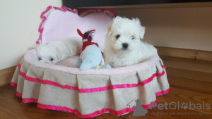 Photo №1. non-pedigree dogs - for sale in the city of Eindhoven | 402$ | Announcement № 46197