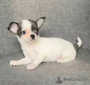 Photo №3. Adorable chihuahua puppies. United States