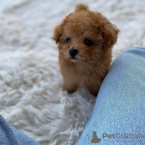 Photo №2 to announcement № 108812 for the sale of poodle (toy) - buy in Germany breeder