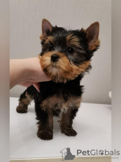 Photo №4. I will sell yorkshire terrier in the city of Ufa. private announcement, breeder - price - 667$