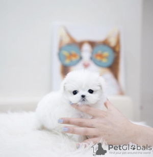 Photo №4. I will sell maltese dog in the city of Berlin.  - price - 264$