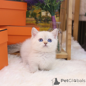 Photo №4. I will sell munchkin in the city of California. breeder - price - 350$