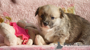 Photo №2 to announcement № 94091 for the sale of welsh corgi - buy in Russian Federation private announcement