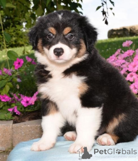 Photo №2 to announcement № 136903 for the sale of australian shepherd - buy in Germany 