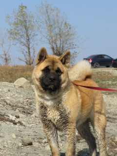 Photo №2 to announcement № 3539 for the sale of american akita - buy in Ukraine breeder
