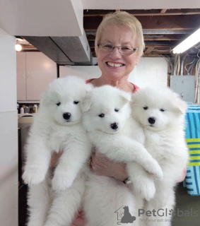 Photo №1. samoyed dog - for sale in the city of Москва | 609$ | Announcement № 10654