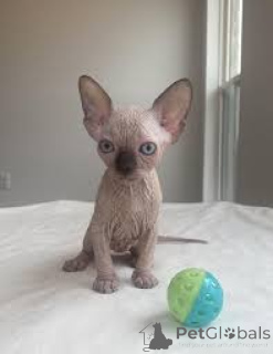 Photo №2 to announcement № 136760 for the sale of sphynx cat - buy in Germany 