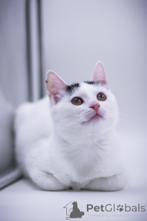 Photo №4. I will sell  in the city of Moscow river. private announcement - price - Is free